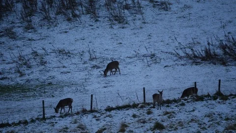 Red Deer Hinds in snow Scottish Highlands Stock Footage 87636715