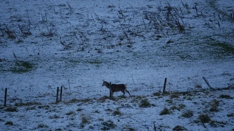 Red Deer Hinds in snow Scottish Highlands Stock-Footage 87636718