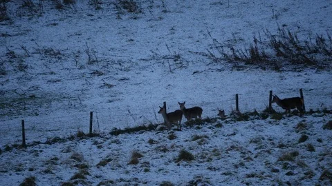 Red Deer Hinds in snow Scottish Highlands Stock Footage 87636736