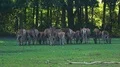 Red Deer horde in green natural grassland preserve at sunset time in fall season 4k or 4k+ Resolution