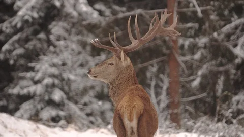 Red Deer  with horns Stock-Footage 128102798