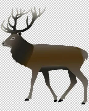 Red deer Illustrazione stock