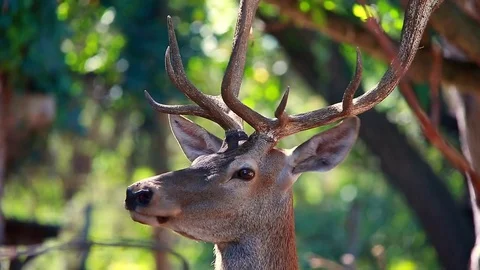 Red deer inclines the head. Video with natural audio sound Stock Footage
