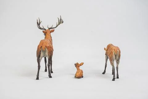 Red deer on isolated background . Stock Photos