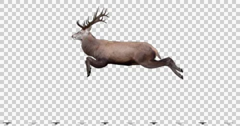 Red Deer Jumping. Animal isolated and includes alpha channel. Stock Footage