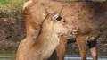 red deer licks his snout 4k or 4k+ Resolution