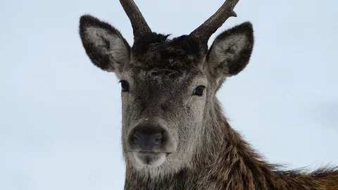 Red deer look into the camera Video stock 75930044