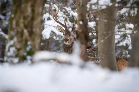 Red deer looking from behind the tree in snowy woodland Stock Photos