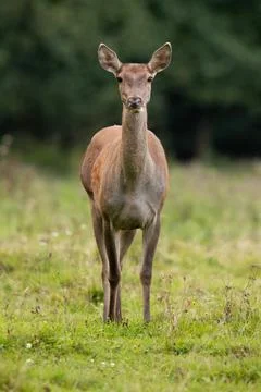 Red deer looking to the camera on field in autumn Stock Photos