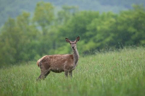 Red deer looking to the camera on field during raining Stock Photos