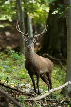 Red deer looking to the camera in forest in vertical shot Stock Photos