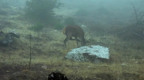 Red Deer looking for food in ravaged forest in the fog Stock Footage