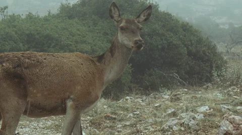 Red Deer looking for food in ravaged forest in the fog Stock Footage