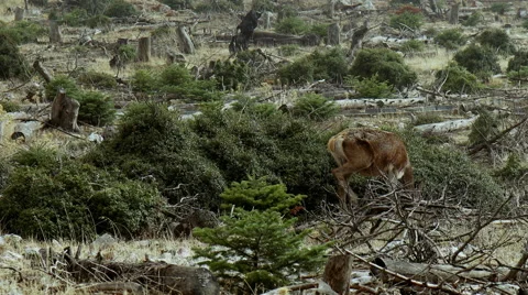 Red Deer looking for food in ravaged forest. Stock Footage 67828204