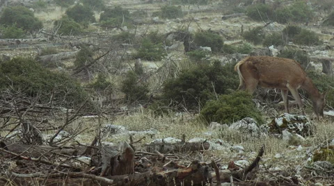 Red Deer looking for food in ravaged forest in the fog Stock Footage