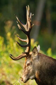 Red deer looking in nature in springtime from close-up. Stock Photos