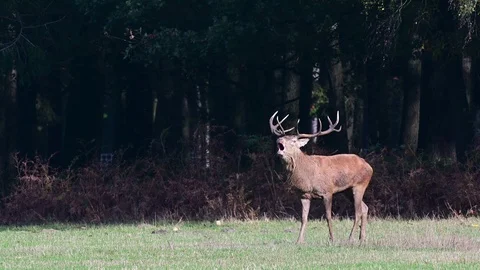 Red deer male is calling on the forest meadow, autumn Stock Footage 124631473