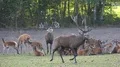 Red Deer male drive away another in natural grassland preserve at sunset time 4k or 4k+ Resolution