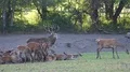 Red Deer male drive away another in natural grassland preserve at sunset time 4k or 4k+ Resolution
