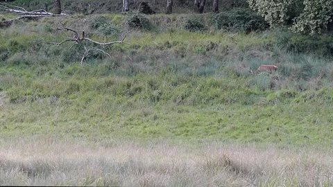 Red deer male at the edge of the forest (Cervus elapses) Stock Footage 345357046