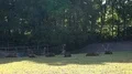 Red deer male horde in preserve at sunny day with lot of flies in the air 4k or 4k+ Resolution