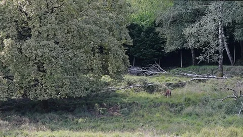 Red deer male marks its territory (Cervus elaphus) Stock Footage 345357265
