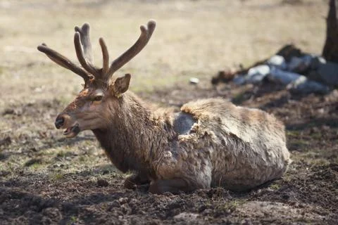 Red deer (maral) Stock-Fotos