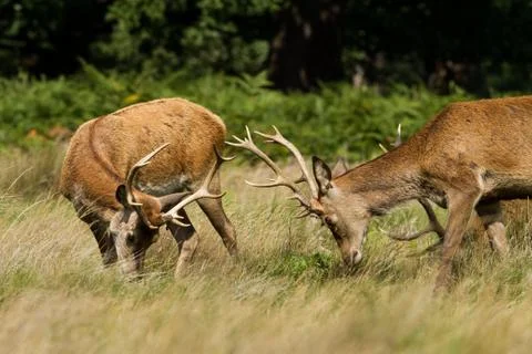 Red deer in the meadow Stock Photos