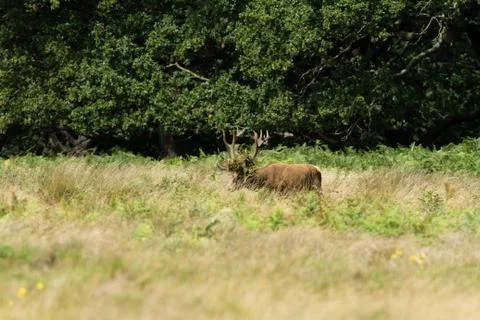 Red deer in the meadow Foto stock
