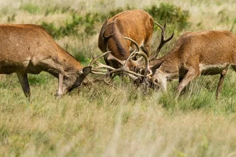 Red deer in the meadow Stock Photos