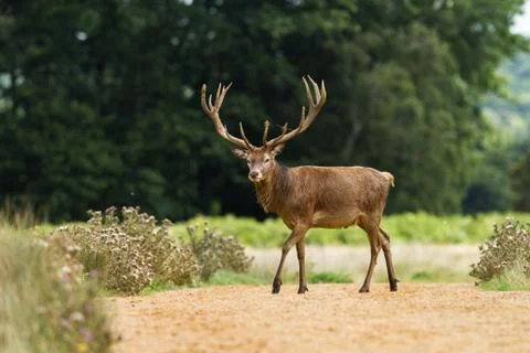 Red deer in the meadow Foto stock