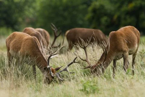 Red deer in the meadow Stock Photos