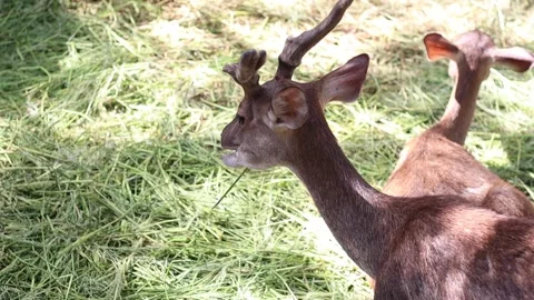 Red deer is munching on grass in the middle of a natural green meadow Stock Footage 160471504