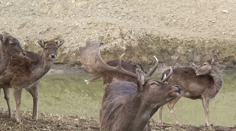 Red Deer in the nature Stock Footage 46322143