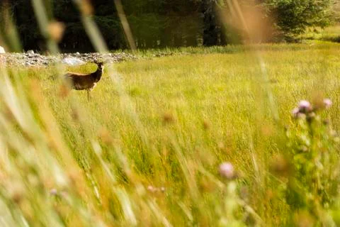 Red deer in the nature Stock Photos