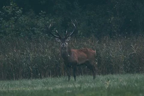 The red deer is one of the largest deer species. The red deer inhabits most o Foto stock