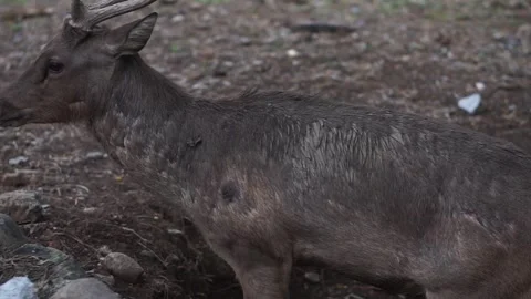 Red deer or cervus elaphus Stock Footage 292864563