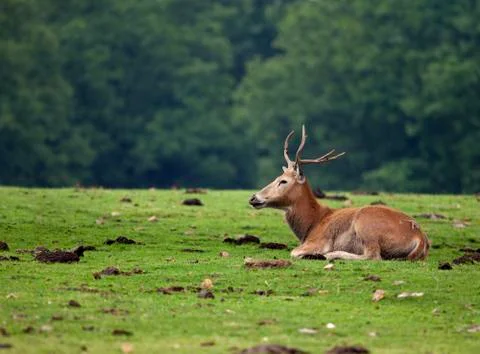 Red deer Foto stock