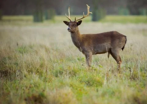 Red deer Stock Photos