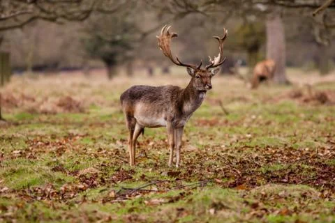 Red deer Stock Photos