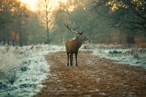 Red deer Stock Photos