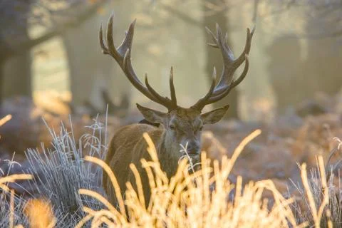 Red deer Stock Photos