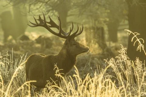 Red deer Stock Photos