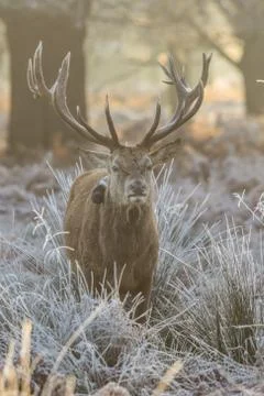 Red Deer Stock Photos