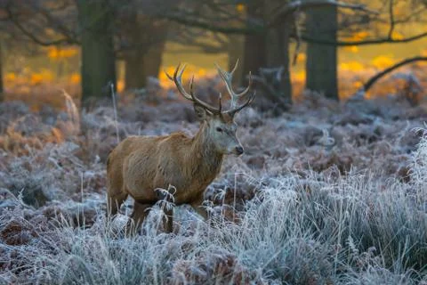 Red deer Stock Photos