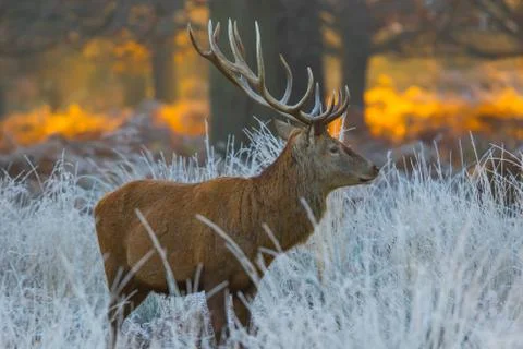 Red deer Stock Photos