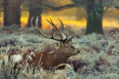 Red deer Stock Photos
