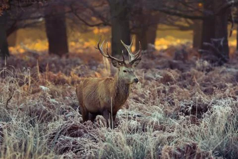 Red deer Stock Photos