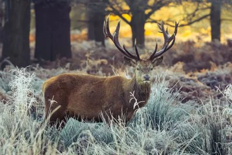 Red deer Stock Photos