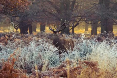 Red deer Stock Photos